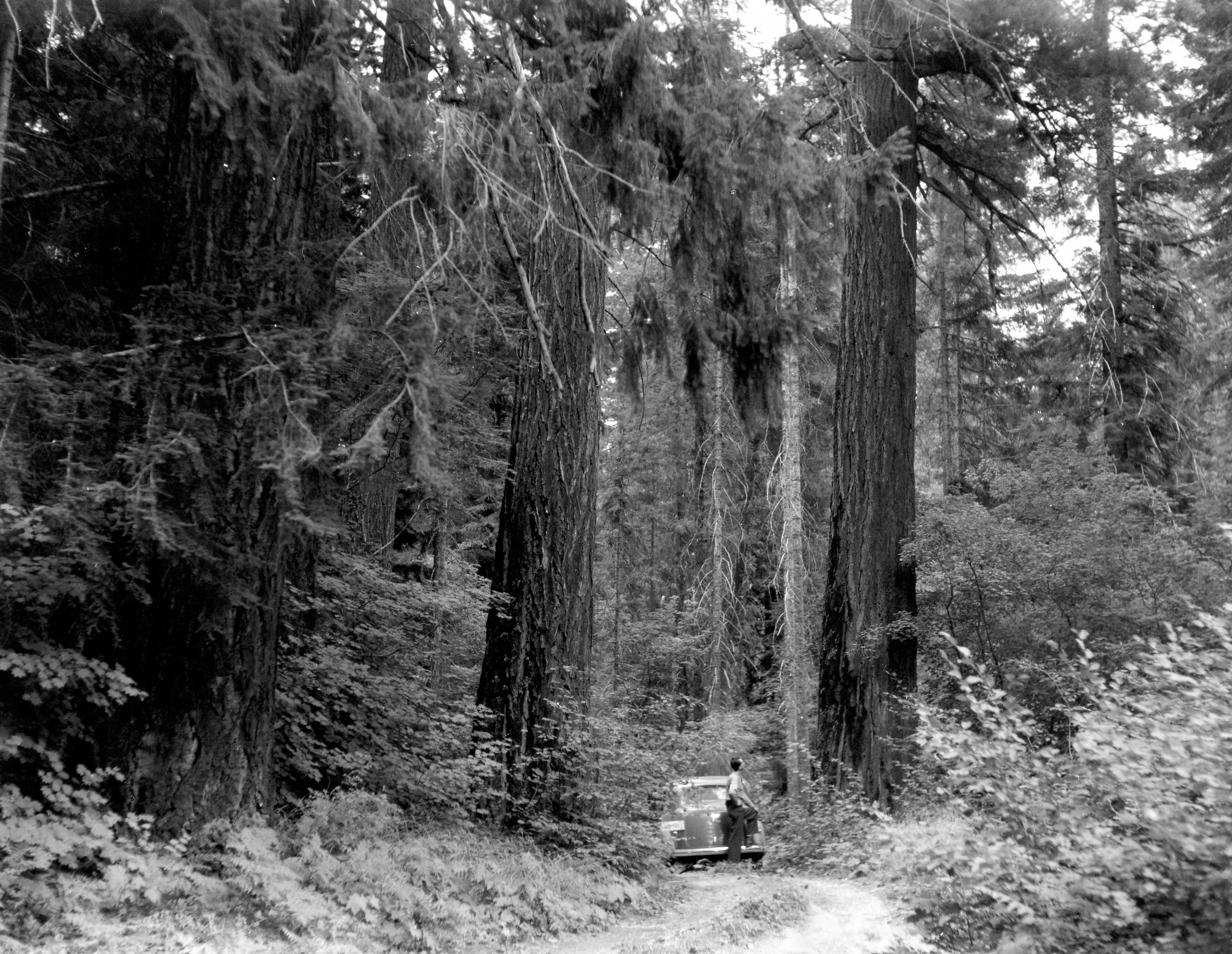 Old-growth fir stand being viewed by unidentified man
