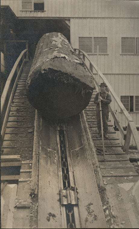 A spruce log on a log jack