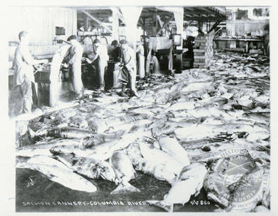 "Chinese men working in a Columbia River salmon cannery"